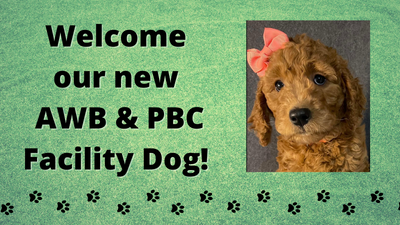 Welcome our new AWB & PBC Facility Dog